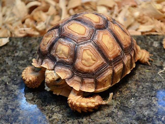 Kura kura Sulcata