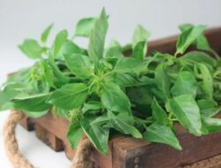 Manfaat dan Efek Samping Daun Kemangi yang Perlu Diwaspadai