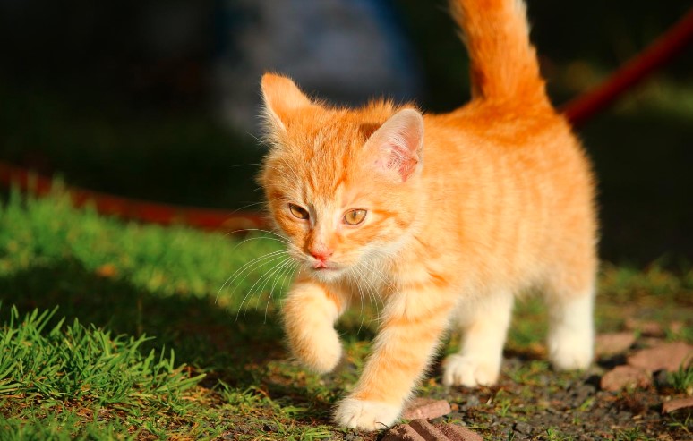 Arti Mimpi Kucing