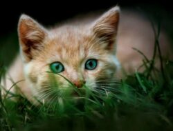 9 Arti Mimpi Kucing, Salah Satunya Mimpi Diikuti Kucing