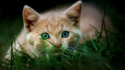 Mimpi Diikuti Kucing
