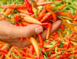 Tips Menghilangkan “Ledakan” Saat Menggoreng Cabai