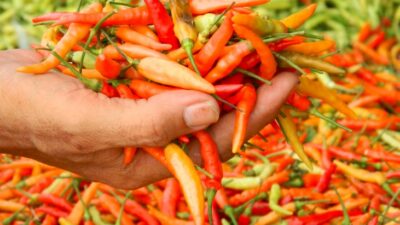 Tips Menghilangkan “Ledakan” Saat Menggoreng Cabai
