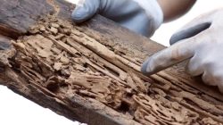 6 Cara Mudah Perawatan Furnitur Kayu dari Rayap ala Anak Kos