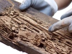 6 Cara Mudah Perawatan Furnitur Kayu dari Rayap ala Anak Kos