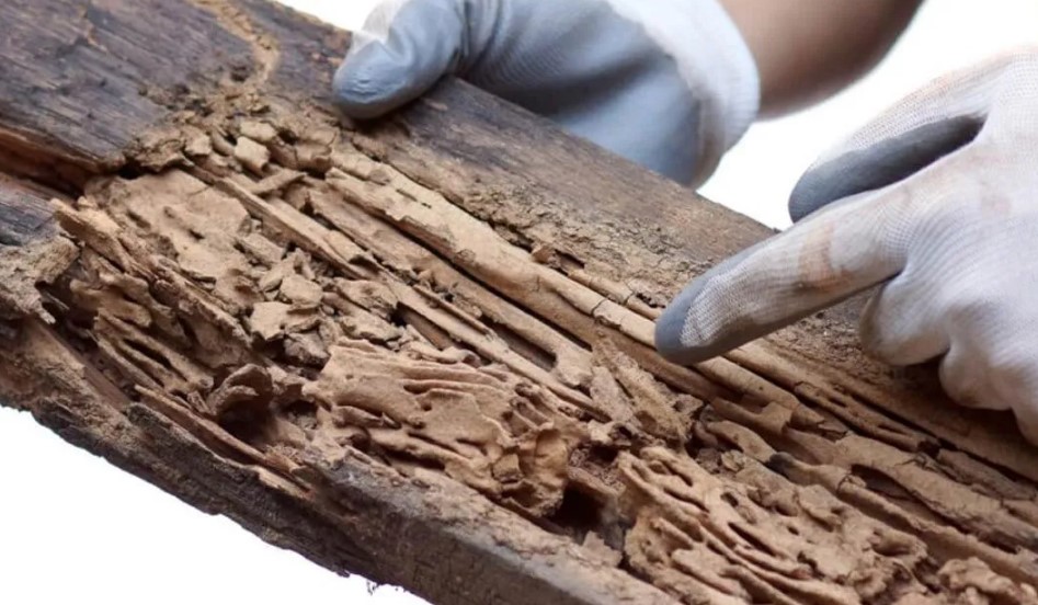Perawatan Furnitur Kayu dari Rayap
